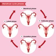 What is follicular phase? (Image via Freepik)